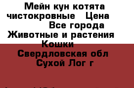 Мейн-кун котята чистокровные › Цена ­ 25 000 - Все города Животные и растения » Кошки   . Свердловская обл.,Сухой Лог г.